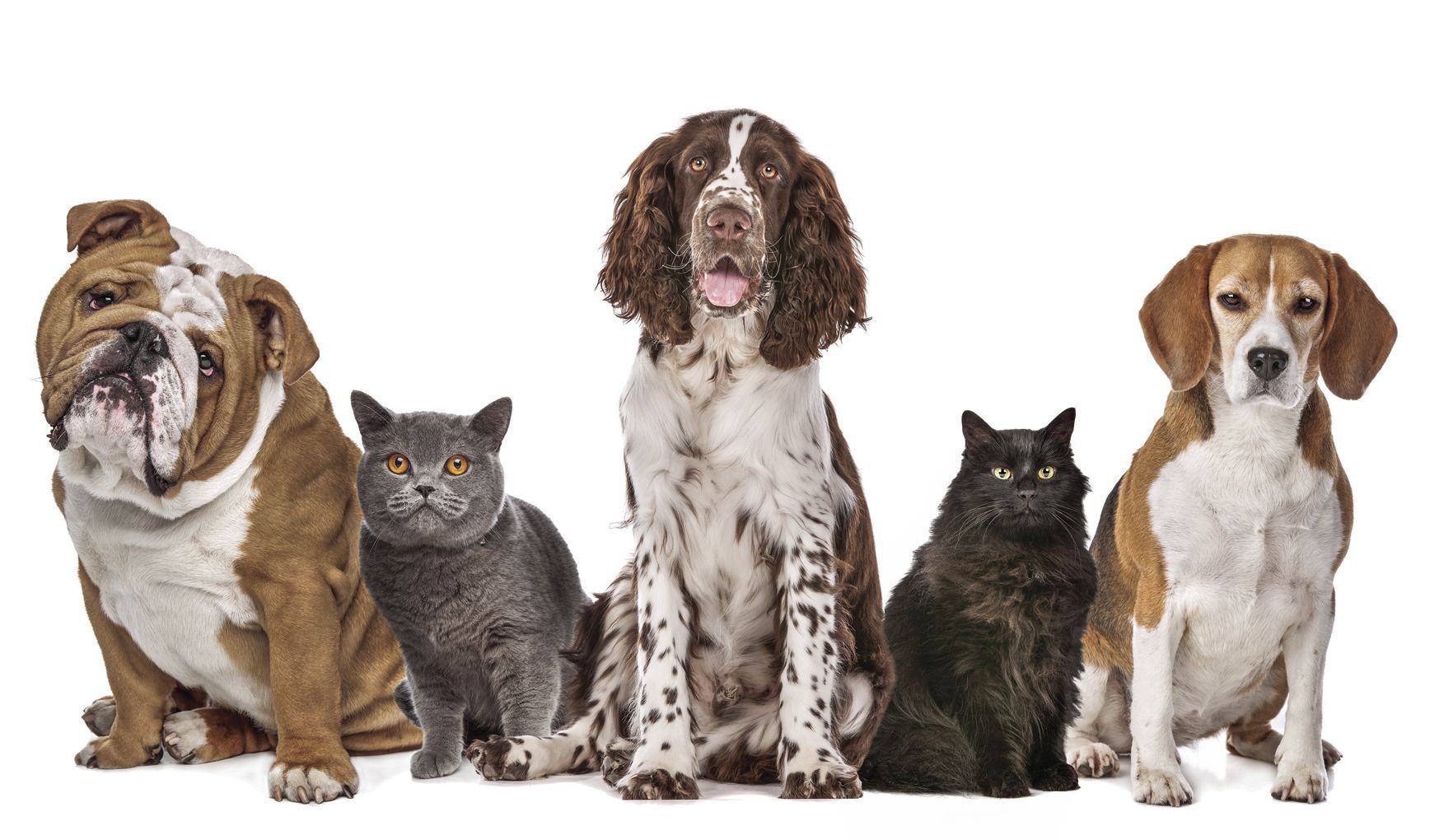 The Helena Area Friends of Pets